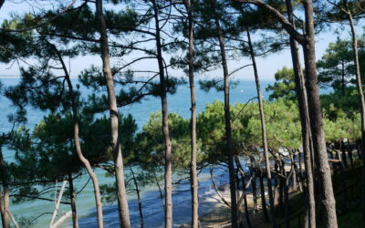 Forêt de pins - 5 bonnes raisons de choisir la côte Atlantique