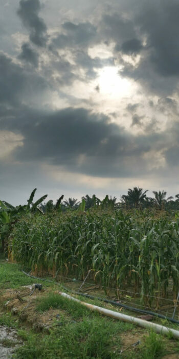 gloomy weather at sweet corn farm