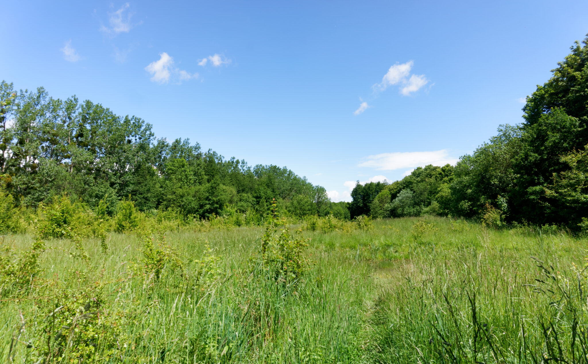 Forêt de Palaiseau