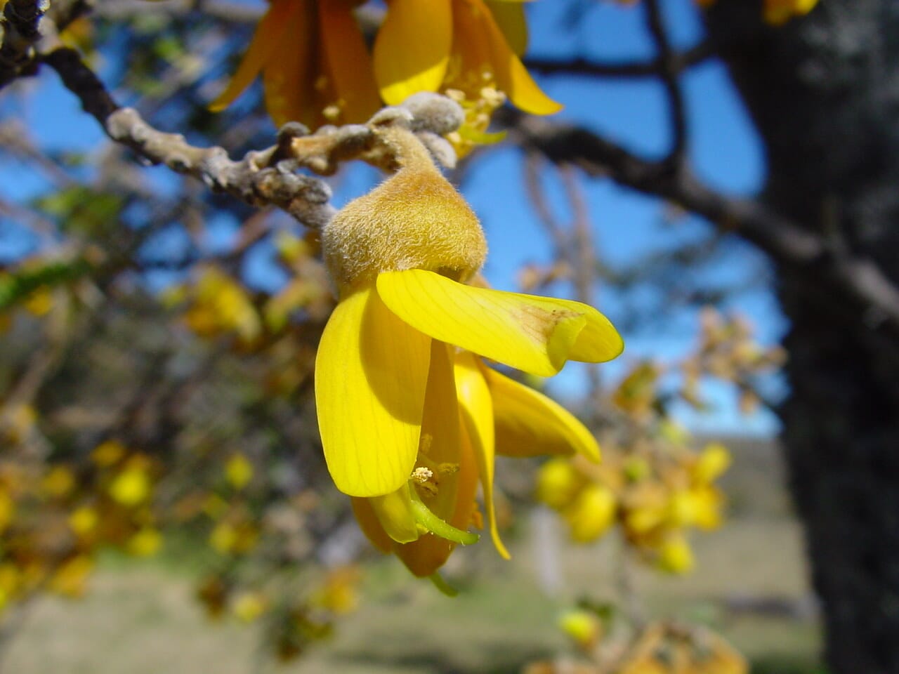 Fleur jaune du Petit tamarin des Hauts, Sophora denudata, en gros plan
